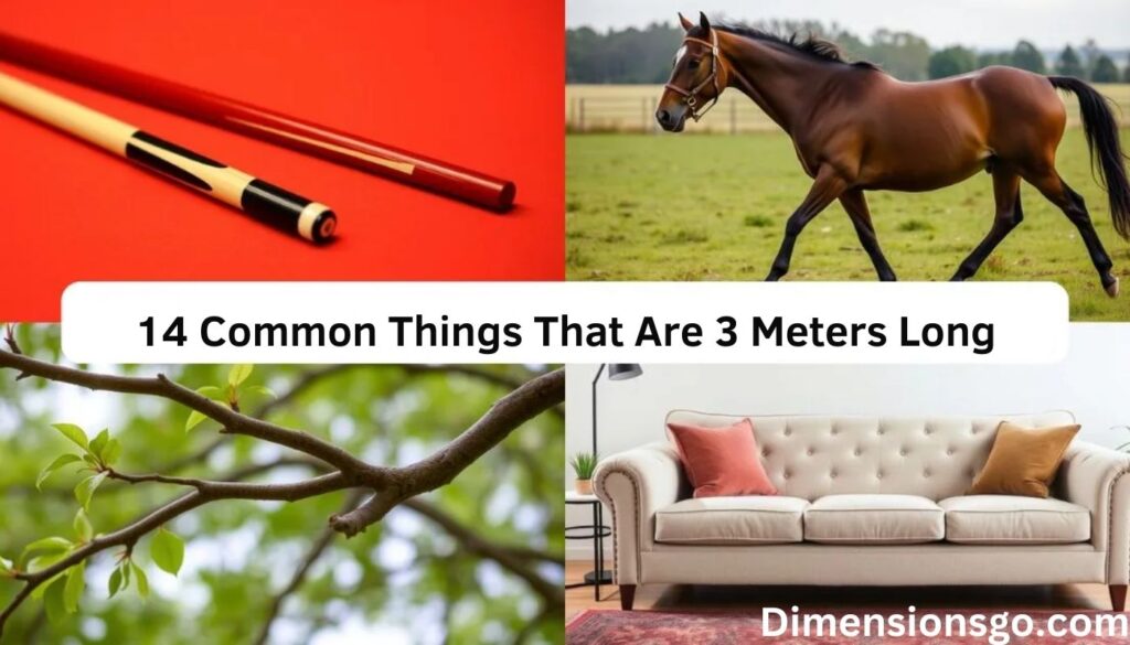 14 Common Things That Are 3 Meters Long