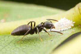 The Body Length of a Common Ant