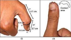 The Width of an Adult Thumb